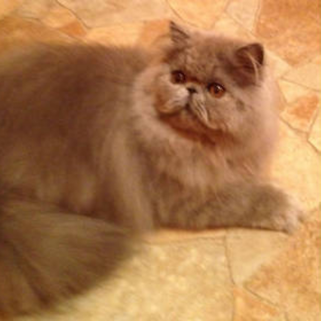 Goliada Joplin of Arctic Light