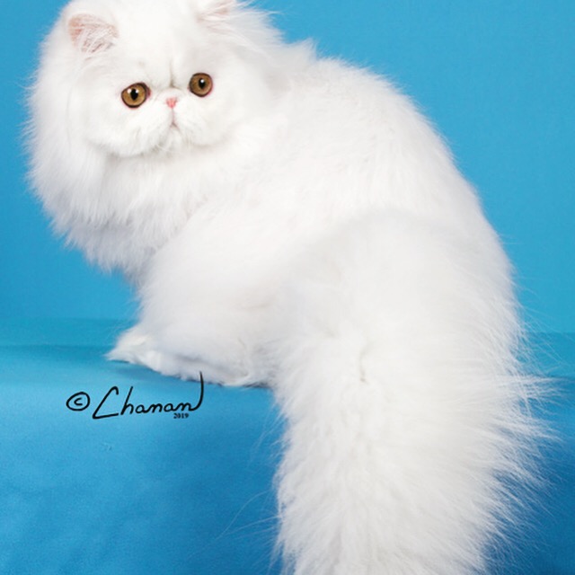 CH RW Arctic Light’s Maverick