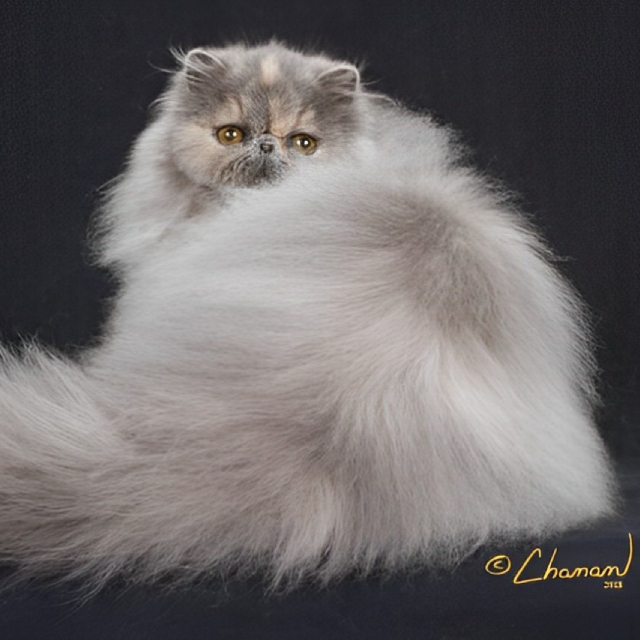 Gray Persian Cat